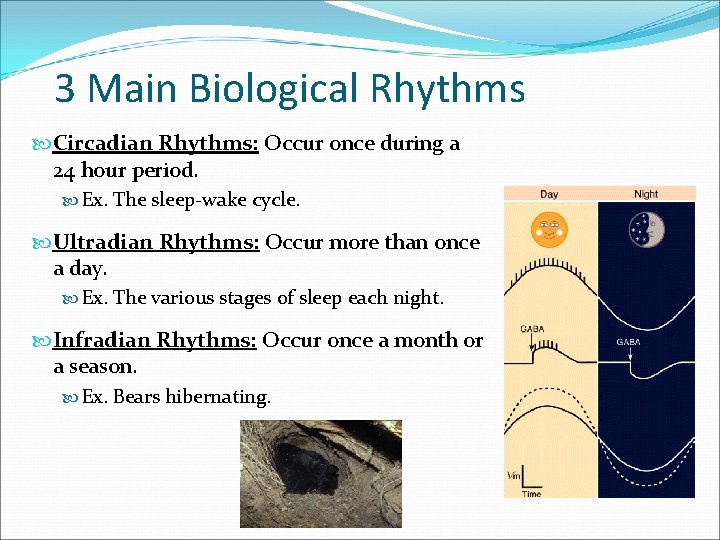 3 Main Biological Rhythms Circadian Rhythms: Occur once during a 24 hour period. Ex.