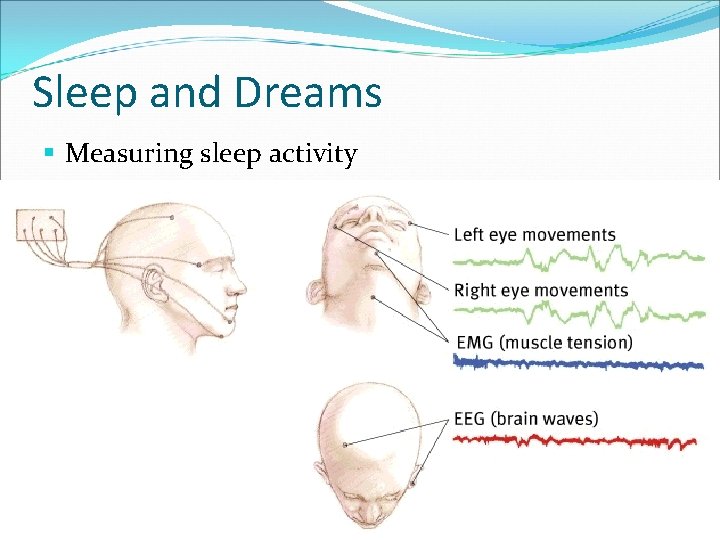 Sleep and Dreams § Measuring sleep activity Sleep and Dreams § Measuring sleep activity