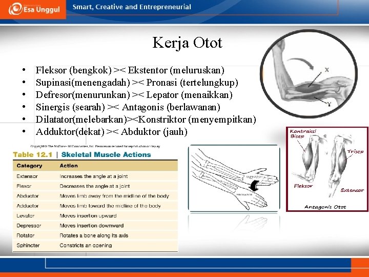 Kerja Otot • • • Fleksor (bengkok) >< Ekstentor (meluruskan) Supinasi(menengadah) >< Pronasi (tertelungkup)