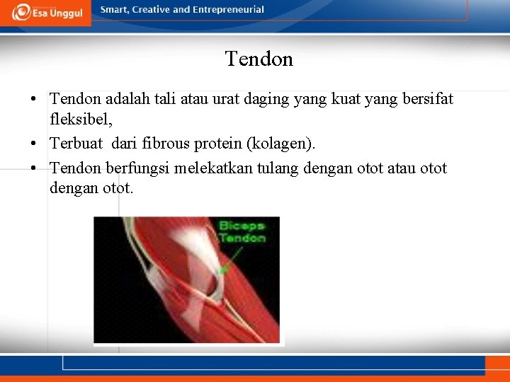 Tendon • Tendon adalah tali atau urat daging yang kuat yang bersifat fleksibel, •