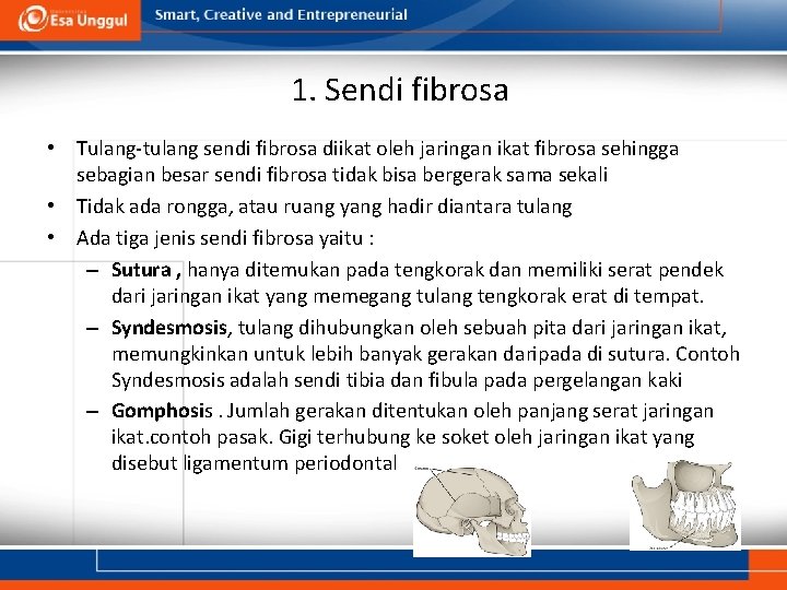 1. Sendi fibrosa • Tulang-tulang sendi fibrosa diikat oleh jaringan ikat fibrosa sehingga sebagian