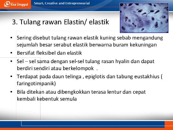 3. Tulang rawan Elastin/ elastik • Sering disebut tulang rawan elastik kuning sebab mengandung