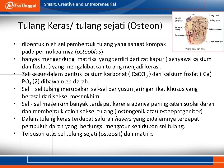 Tulang Keras/ tulang sejati (Osteon) • dibentuk oleh sel pembentuk tulang yang sangat kompak