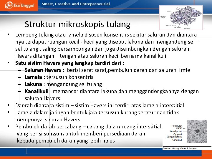 Struktur mikroskopis tulang • Lempeng tulang atau lamela disusun konsentris sekitar saluran diantara nya