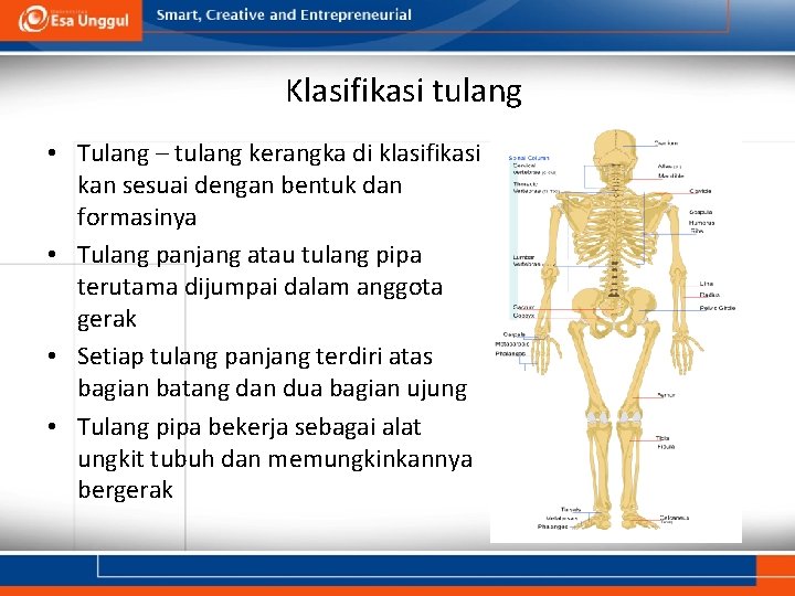 Klasifikasi tulang • Tulang – tulang kerangka di klasifikasi kan sesuai dengan bentuk dan