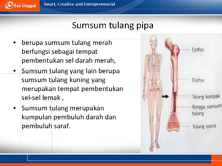 Sumsum tulang pipa • berupa sumsum tulang merah berfungsi sebagai tempat pembentukan sel darah