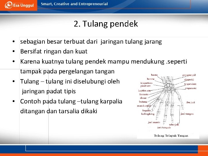 2. Tulang pendek • sebagian besar terbuat dari jaringan tulang jarang • Bersifat ringan