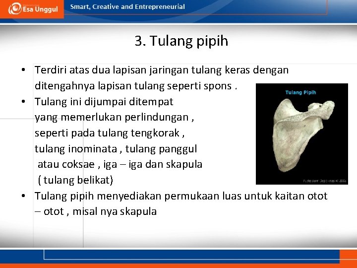 3. Tulang pipih • Terdiri atas dua lapisan jaringan tulang keras dengan ditengahnya lapisan