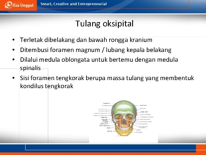 Tulang oksipital • Terletak dibelakang dan bawah rongga kranium • Ditembusi foramen magnum /