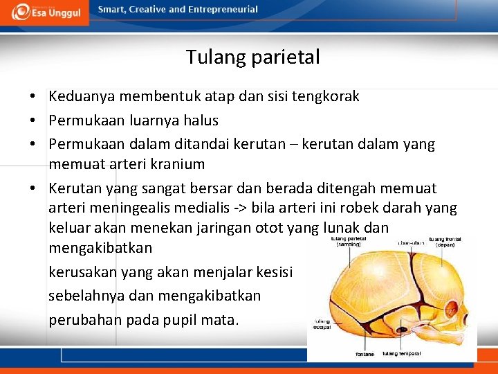 Tulang parietal • Keduanya membentuk atap dan sisi tengkorak • Permukaan luarnya halus •