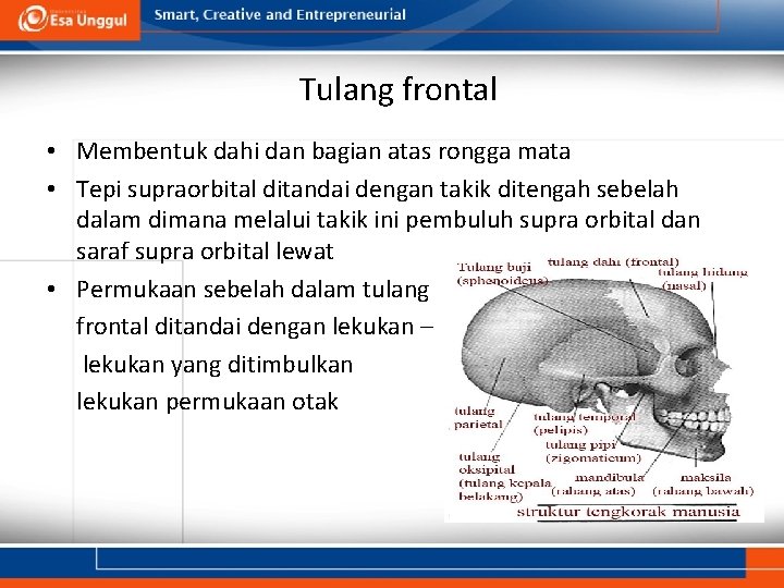 Tulang frontal • Membentuk dahi dan bagian atas rongga mata • Tepi supraorbital ditandai