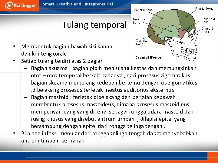 Tulang temporal • Membentuk bagian bawah sisi kanan dan kiri tengkorak • Setiap tulang