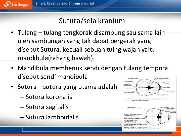 Sutura/sela kranium • Tulang – tulang tengkorak disambung sau sama lain oleh sambungan yang