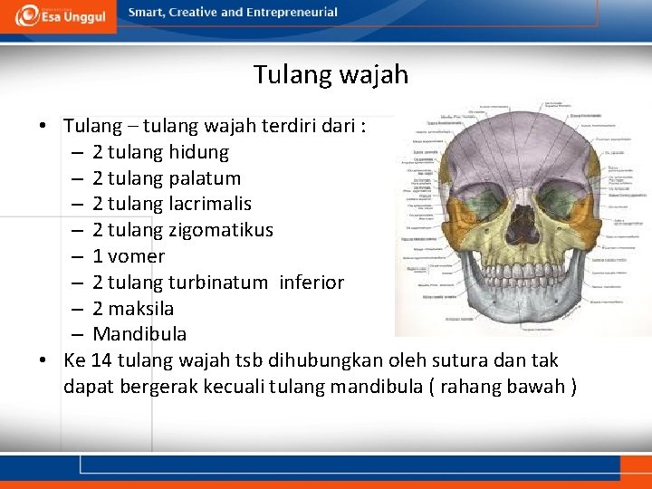 Tulang wajah • Tulang – tulang wajah terdiri dari : – 2 tulang hidung