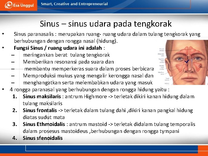 Sinus – sinus udara pada tengkorak Sinus paranasalis : merupakan ruang- ruang udara dalam