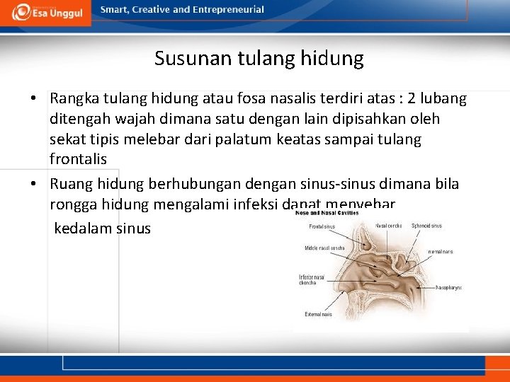 Susunan tulang hidung • Rangka tulang hidung atau fosa nasalis terdiri atas : 2