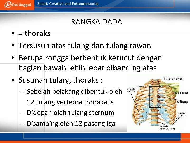 RANGKA DADA • = thoraks • Tersusun atas tulang dan tulang rawan • Berupa