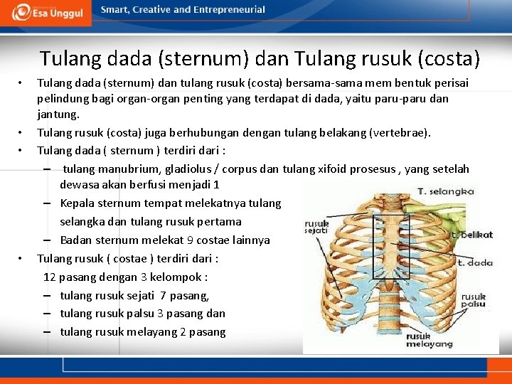 Tulang dada (sternum) dan Tulang rusuk (costa) • • Tulang dada (sternum) dan tulang