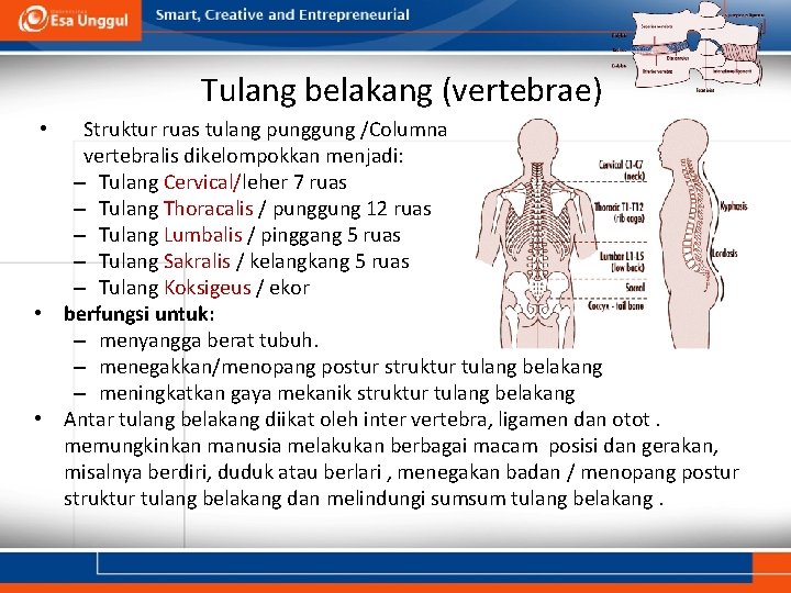 Tulang belakang (vertebrae) Struktur ruas tulang punggung /Columna vertebralis dikelompokkan menjadi: – Tulang Cervical/leher