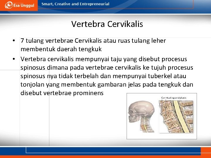 Vertebra Cervikalis • 7 tulang vertebrae Cervikalis atau ruas tulang leher membentuk daerah tengkuk