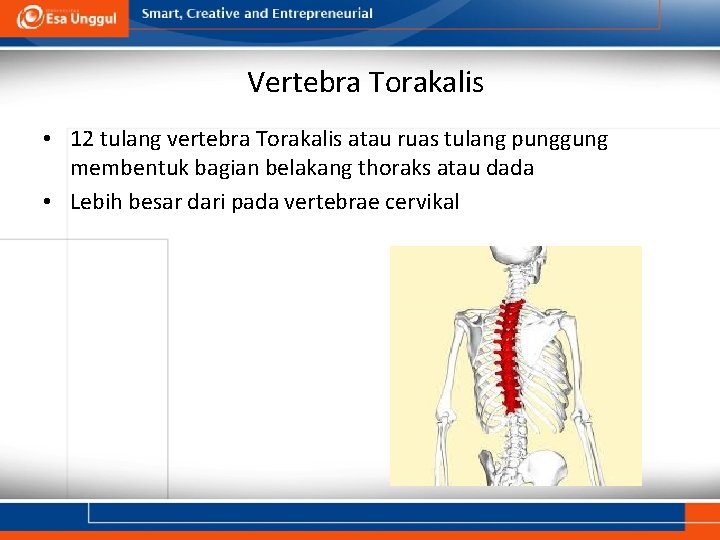 Vertebra Torakalis • 12 tulang vertebra Torakalis atau ruas tulang punggung membentuk bagian belakang