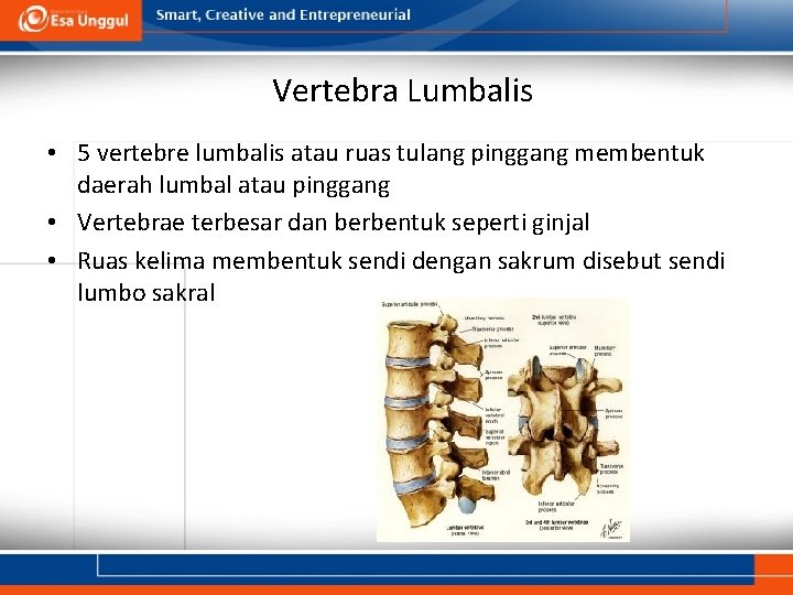 Vertebra Lumbalis • 5 vertebre lumbalis atau ruas tulang pinggang membentuk daerah lumbal atau