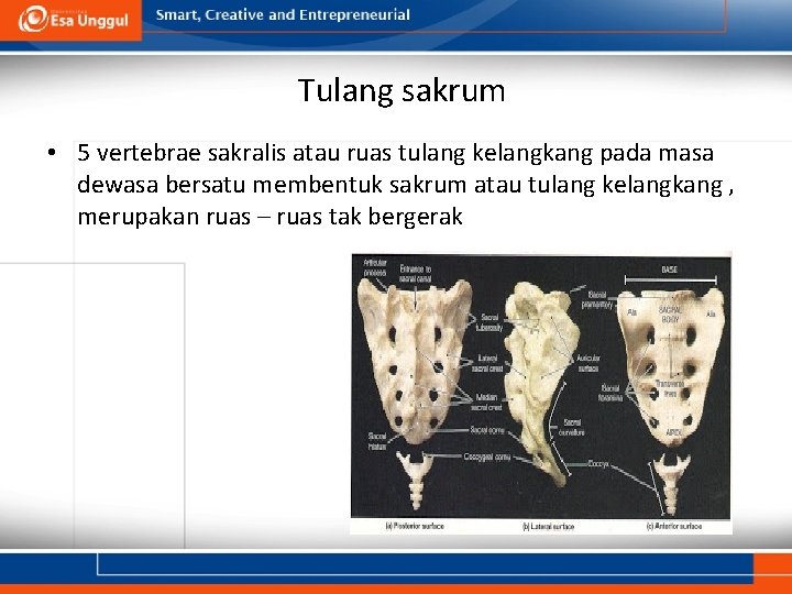 Tulang sakrum • 5 vertebrae sakralis atau ruas tulang kelangkang pada masa dewasa bersatu