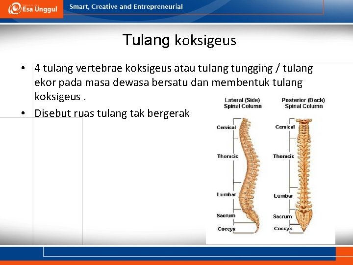 Tulang koksigeus • 4 tulang vertebrae koksigeus atau tulang tungging / tulang ekor pada