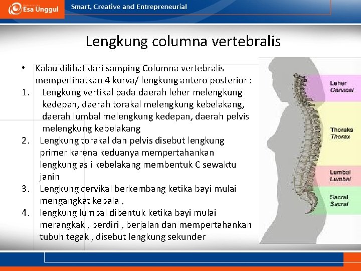 Lengkung columna vertebralis • Kalau dilihat dari samping Columna vertebralis memperlihatkan 4 kurva/ lengkung