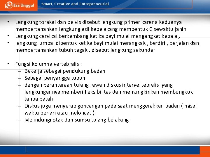  • Lengkung torakal dan pelvis disebut lengkung primer karena keduanya mempertahankan lengkung asli