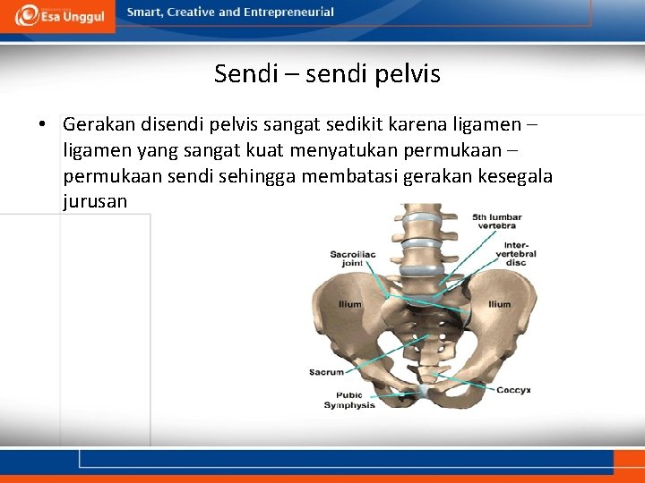 Sendi – sendi pelvis • Gerakan disendi pelvis sangat sedikit karena ligamen – ligamen