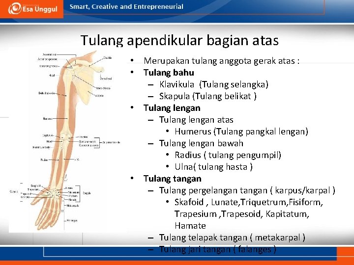 Tulang apendikular bagian atas • Merupakan tulang anggota gerak atas : • Tulang bahu