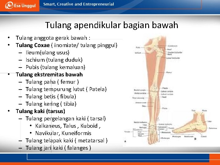 Tulang apendikular bagian bawah • Tulang anggota gerak bawah : • Tulang Coxae (