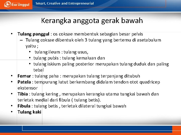 Kerangka anggota gerak bawah • Tulang panggul : os coksae membentuk sebagian besar pelvis