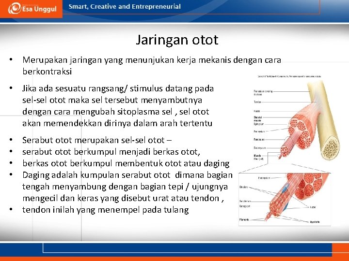 Jaringan otot • Merupakan jaringan yang menunjukan kerja mekanis dengan cara berkontraksi • Jika