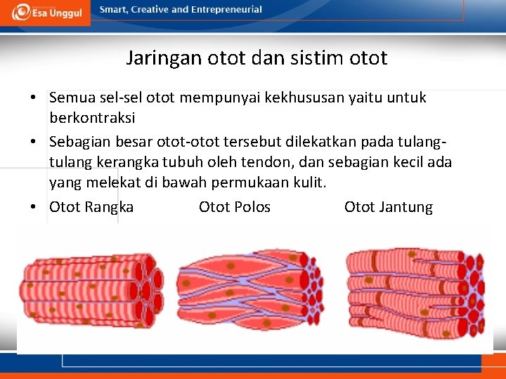 Jaringan otot dan sistim otot • Semua sel-sel otot mempunyai kekhususan yaitu untuk berkontraksi