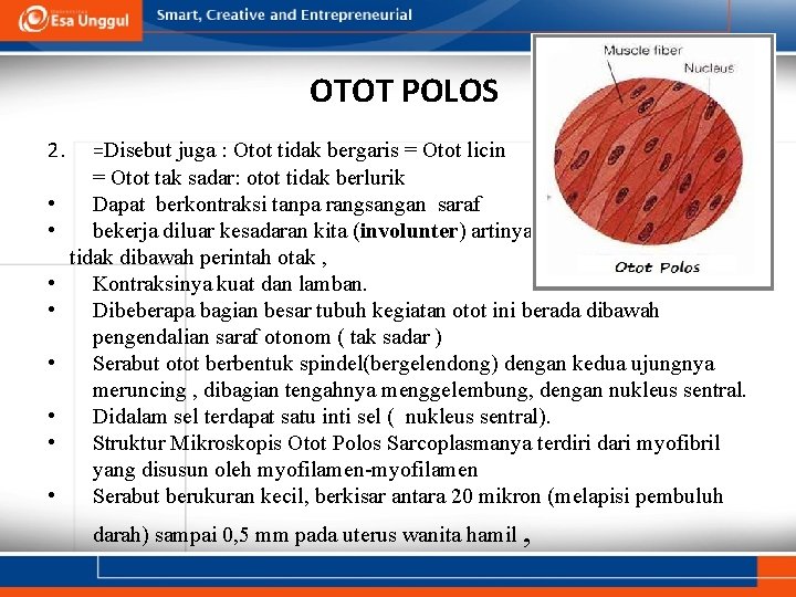 OTOT POLOS 2. • • =Disebut juga : Otot tidak bergaris = Otot licin