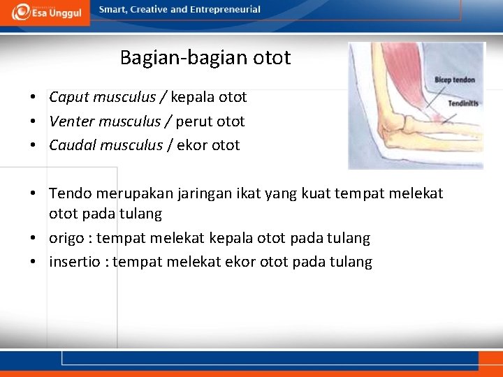 Bagian-bagian otot • Caput musculus / kepala otot • Venter musculus / perut otot