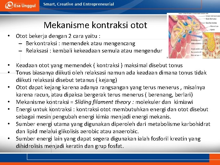 Mekanisme kontraksi otot • Otot bekerja dengan 2 cara yaitu : – Berkontraksi :