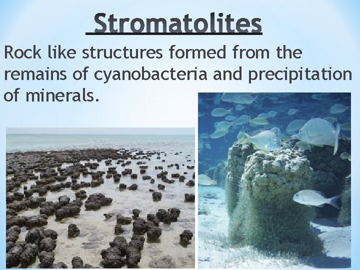 Rock like structures formed from the remains of cyanobacteria and precipitation of minerals. 