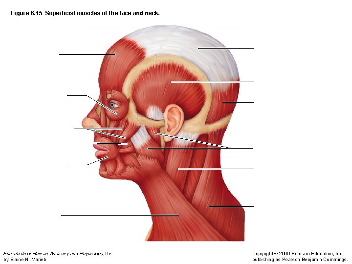 Figure 6. 15 Superficial muscles of the face and neck. Essentials of Human Anatomy