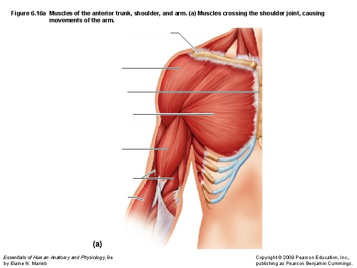 Figure 6. 16 a Muscles of the anterior trunk, shoulder, and arm. (a) Muscles