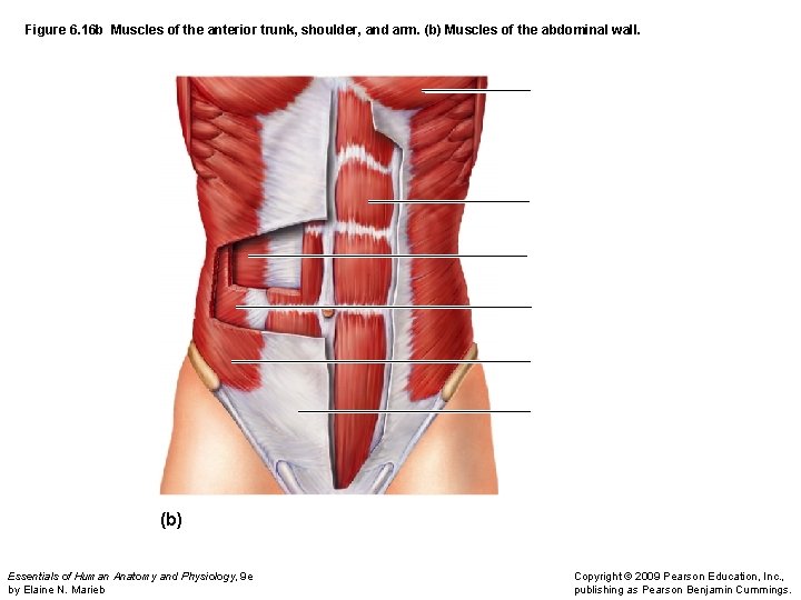 Figure 6. 16 b Muscles of the anterior trunk, shoulder, and arm. (b) Muscles