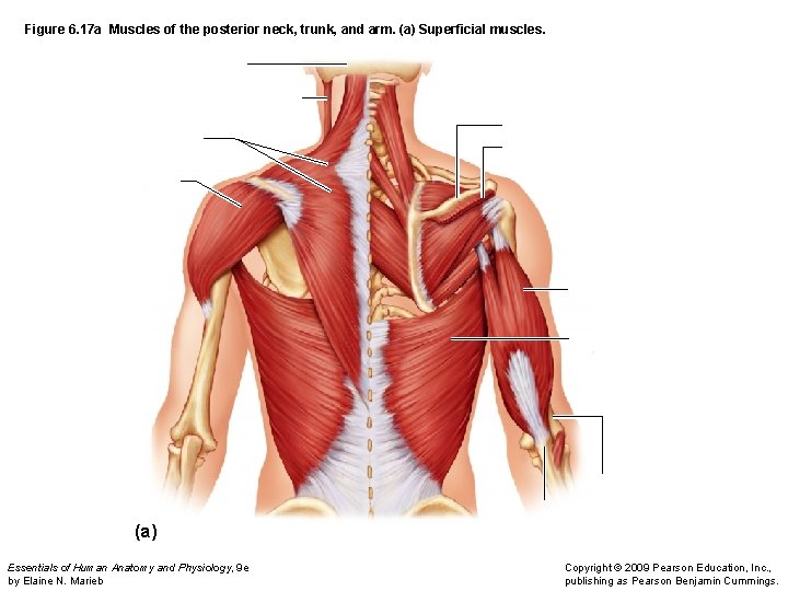 Figure 6. 17 a Muscles of the posterior neck, trunk, and arm. (a) Superficial