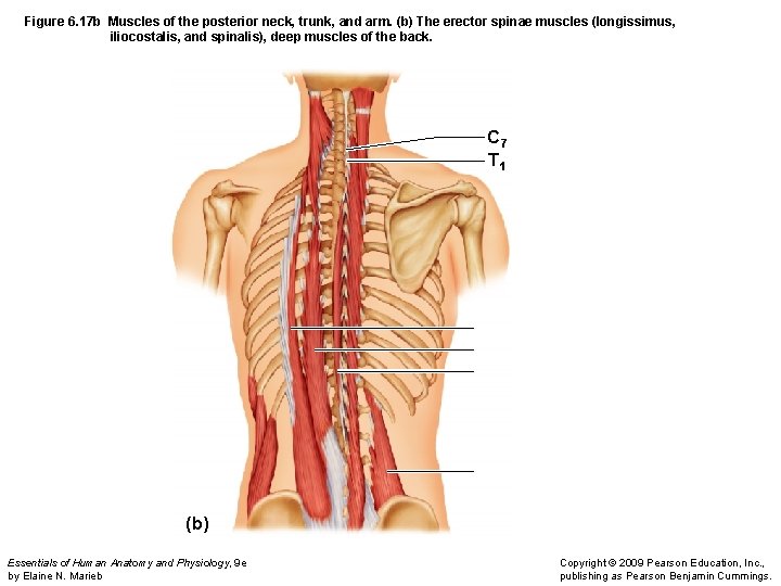 Figure 6. 17 b Muscles of the posterior neck, trunk, and arm. (b) The