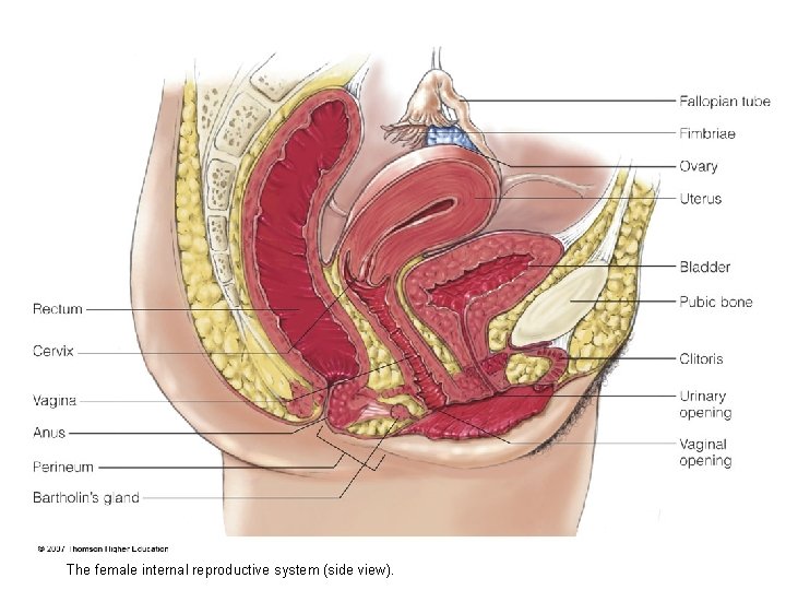 The female internal reproductive system (side view). 