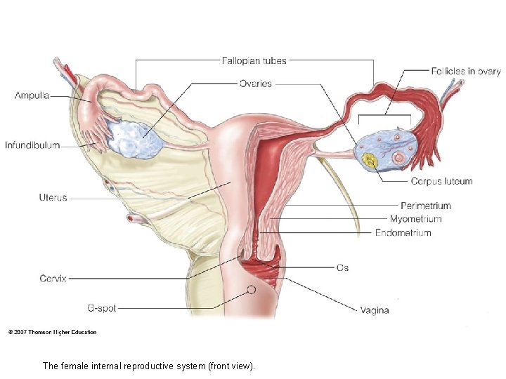 The female internal reproductive system (front view). 