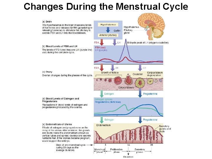 Changes During the Menstrual Cycle 