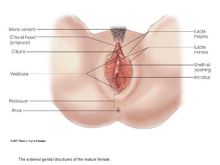 The external genital structures of the mature female. 