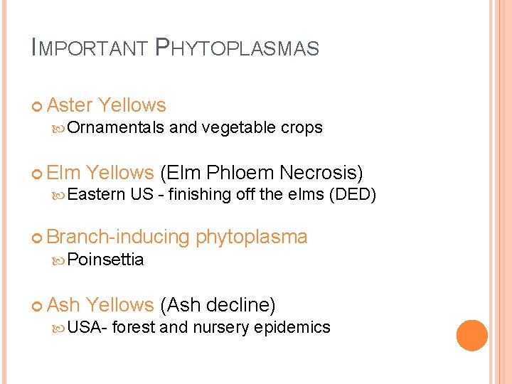IMPORTANT PHYTOPLASMAS Aster Yellows Ornamentals and vegetable crops Elm Yellows (Elm Phloem Necrosis) Eastern